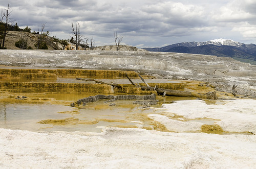 yellowstone national park us usa west western landscape color colorful wyoming sightseeing tour tourist mammoth hot springs upper terrace geyser texture