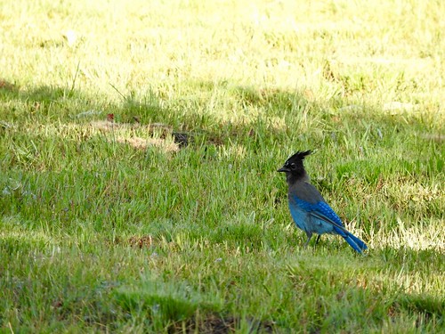 newmexico colfax angelfire hike stellersjay