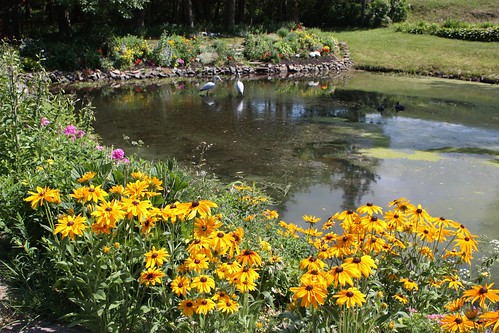 malignantcove novascotia canada maryspond pond flowers garden
