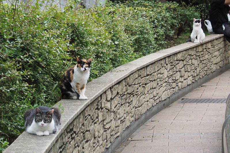 池袋駅前公園うちの小春さんに興味津々な猫のカーブ。