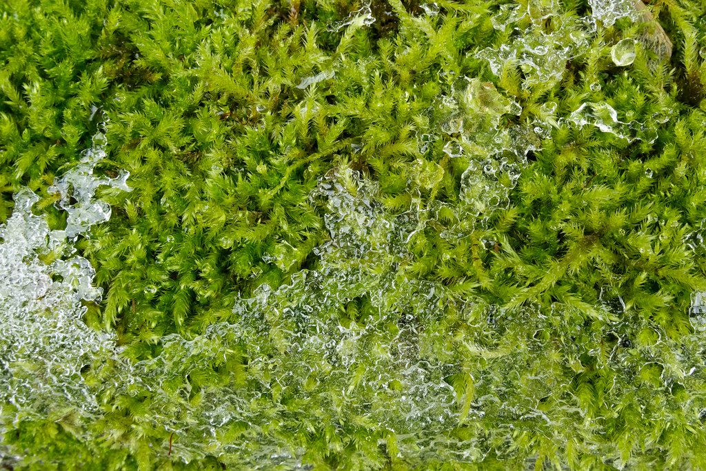 melting ice partially covers a bed of moss