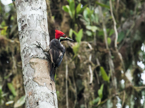 picidae guayaquilwoodpecker campephilusgayaquilensis