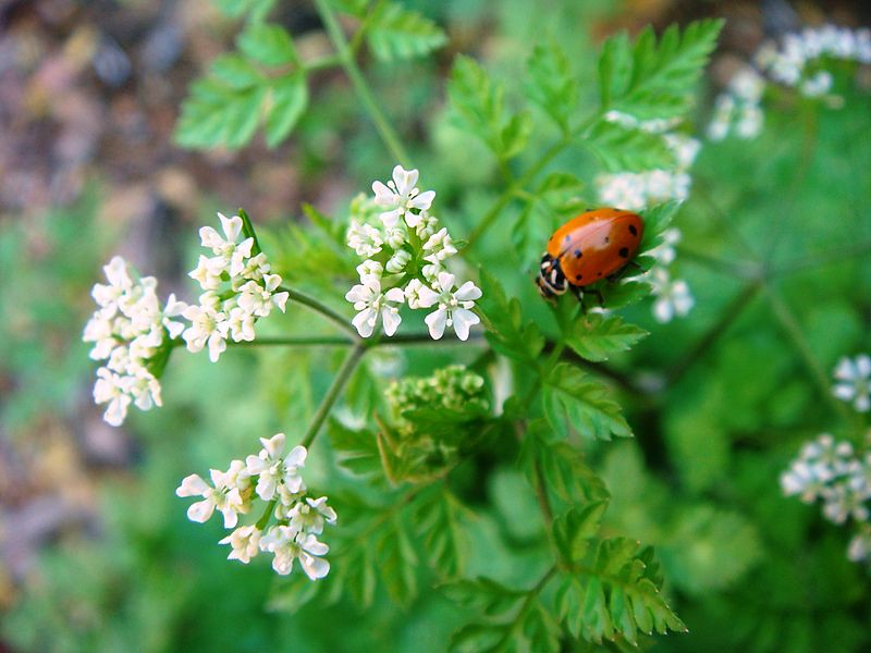 Plants that attract good bugs