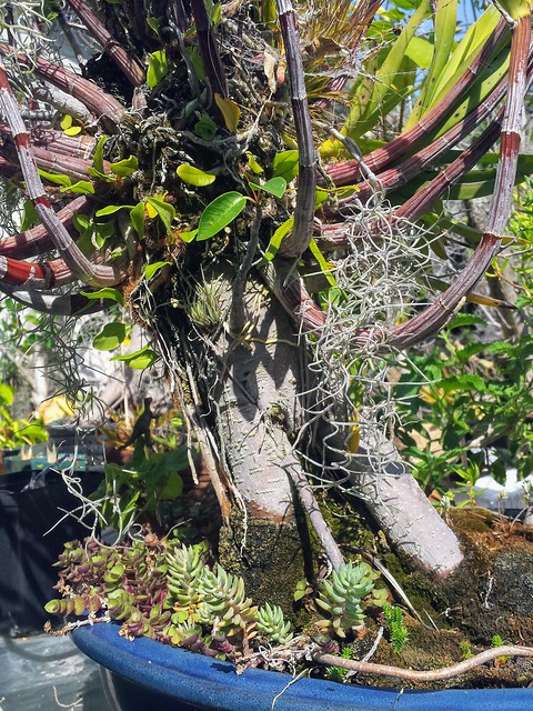 Ficus macrophylla Phorobana
