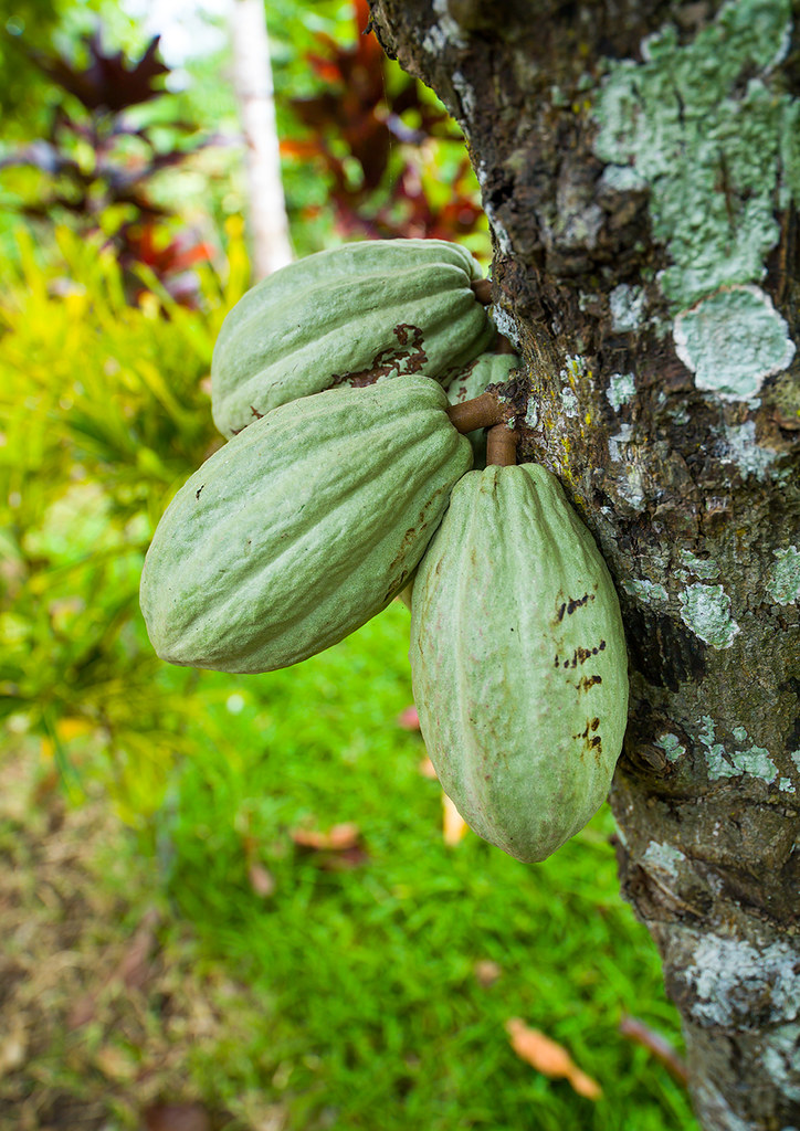 cocoa plant