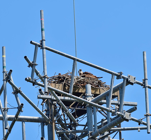 DSC_9709_00001--------Osprey Nest, At The Tower