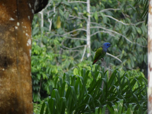 blue-headed parrot