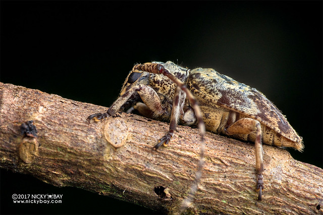 Longhorn beetle (Coptops sp.) - DSC_7130