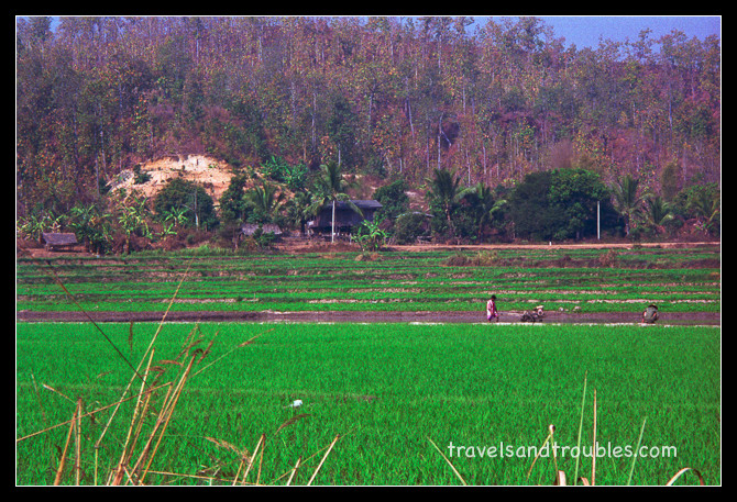 Groene rijstvelden