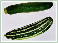 The regular green coloured and the beautiful striped type of Zucchini (Courgette, Italian Marrow, Summer Squash), 31 July 2017