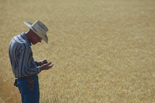 Farmer Don, checking wheat heads.