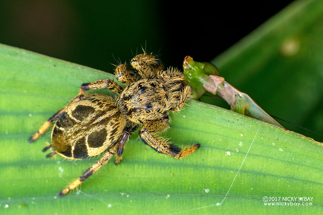 Jumping spider (Hyllus sp.) - DSC_7454