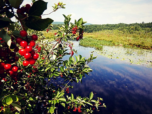summer july quotes queensburyny glenlake berries water mountains nature reflections clouds