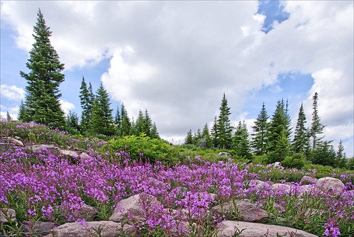 forest woods trees flowers wildflowers brianhead utah wilderness nature landscape sky clouds