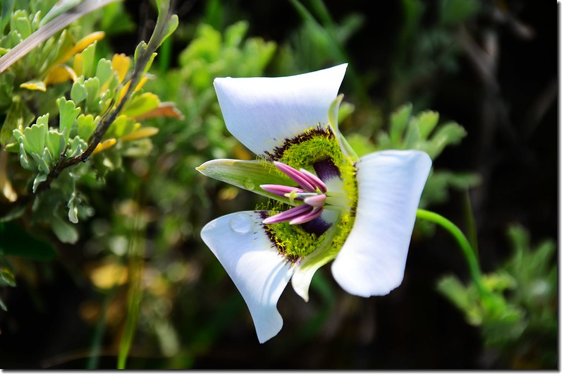 Sage Lily flower (2)