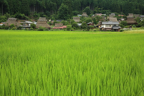 ricefield tradition woodenhouse architecture building landscape village kyoto countryside japan japon miyama 京都 伝統建築 水田 日本 美山町 茅葺き集落 田舎