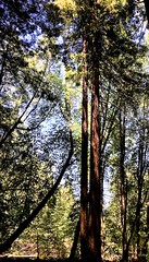 Hendy Woods State Park, redwoods,
