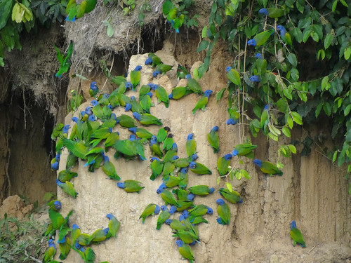 blue-headed parrot, orange-cheeked parrot