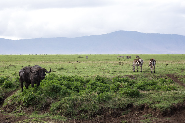 Zebras of Ngorongoro Crater