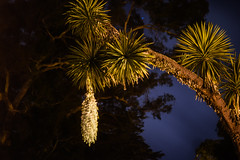 flowering yucca palm