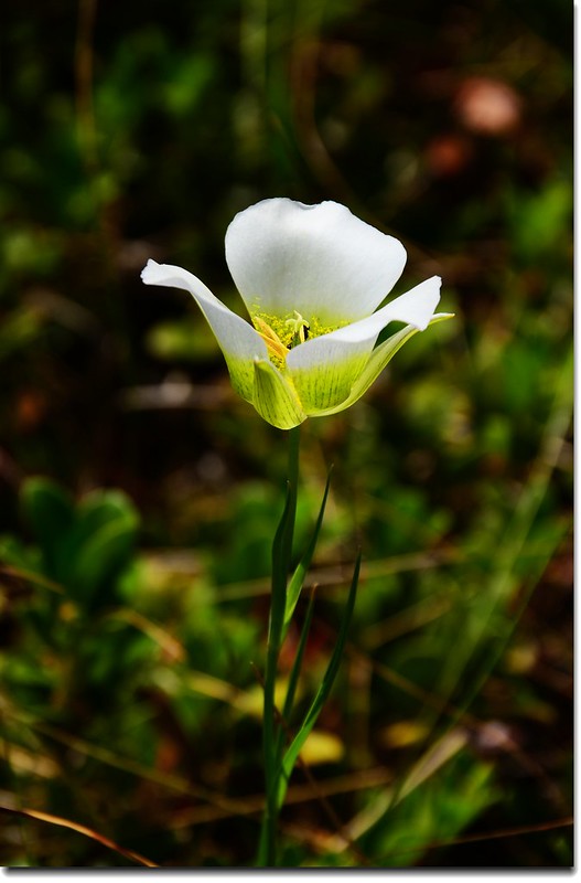 Sage Lily flower 3