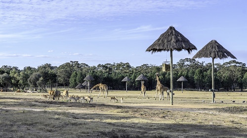 dubbo newsouthwales australia au westernplains zoo dierentuin antilope giraffe animals dieren scape landscape nature fauna giraffes tamronspaf1750mmf28 nikond500 d500
