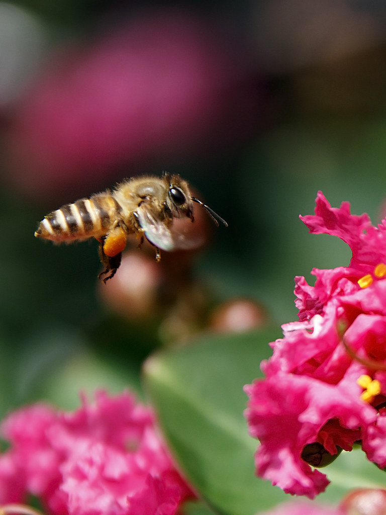 Honeybee in Flight