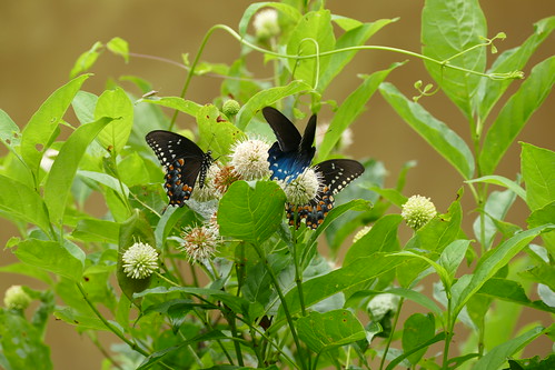usa butterfly pipevineswallowtail va virginia craigcounty fenwickminesrecreationarea battus taxonomy:binomial=battusphilenor taxonomy:common=pipevineswallowtail