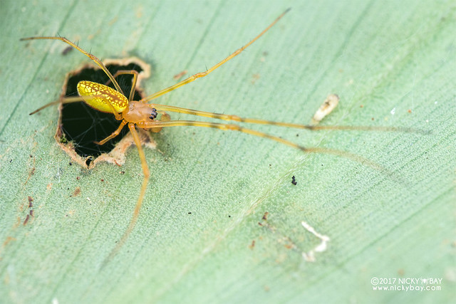 Big-jawed spider (Tetragnathidae) - DSC_7409