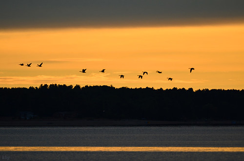nature naturfotografie urlaub travelphotographie kanada ottawa river sunrise sonnenaufgang kanadagänse canadageese
