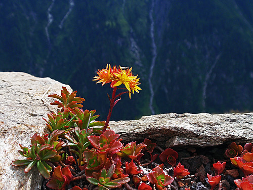 austria tirol filzenalm zillertalalps flower outdoors hiking landscape