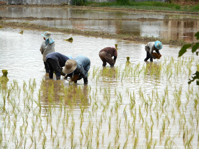 Rice Planting in our back yard 2