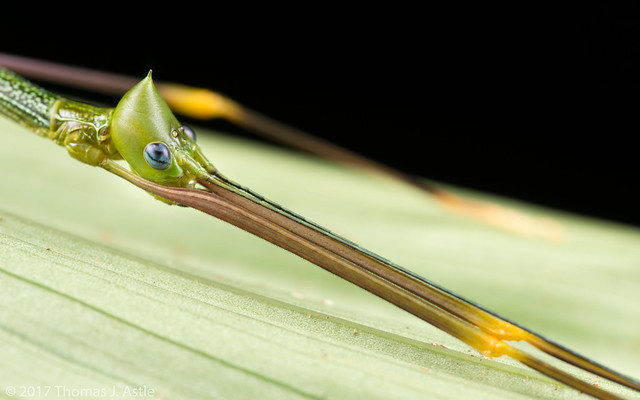 Blue-Eyed Stick Insect Portrait