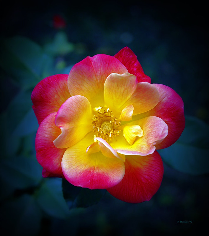 Brian_Red and Yellow Rose 1 LG_092912_2D