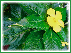 Beautiful plant of Turnera ulmifolia (Yellow Alder, Ramgoat Dashalong, Sage Rose, West Indian Holly, Cuban Buttercup), 16 July 2017