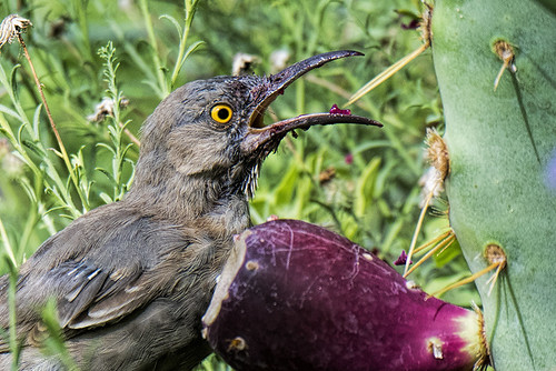 Phoenix: Curve-billed Thrasher Meets Prickly Pear
