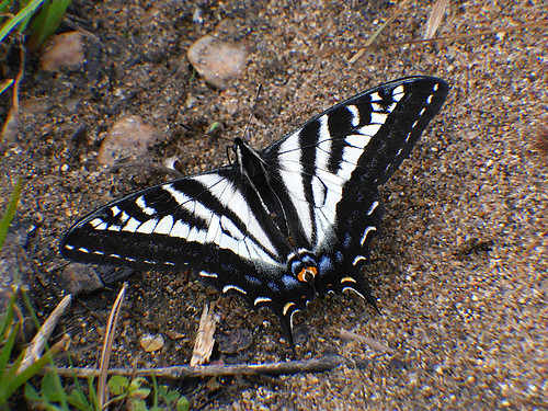 insects lepidoptera papilionidae