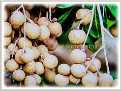 A prolific fruiting Dimocarpus longan (Longan, Lungan, Dragon's Eye, Mata Kuching in Malay) with very sweet fruits, 23 July 2017