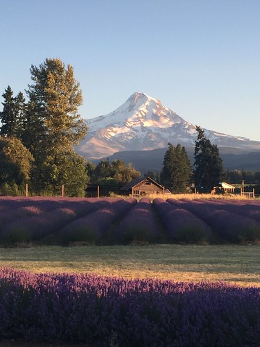 mthood lavendervalley sunset
