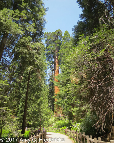 kingscanyonnationalpark kingscanyon california np giantsequoia sequoiadendrongiganteum trees generalgrantgrove