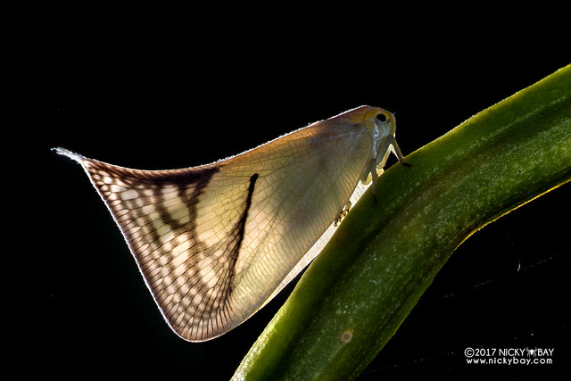 Flatid planthopper (Flatidae) - DSC_7033