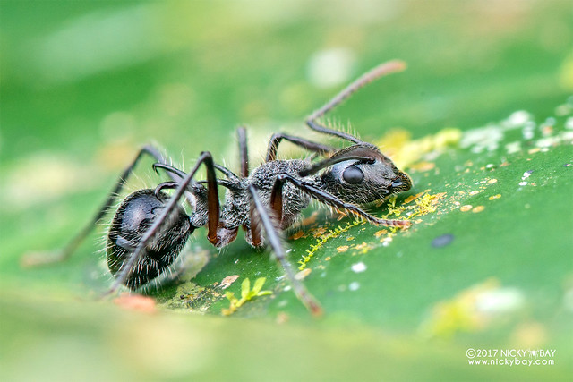 Ant (Formicidae) - DSC_7224