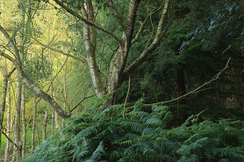 cheshire dark delamere forest gree light sunrise trees uk woods