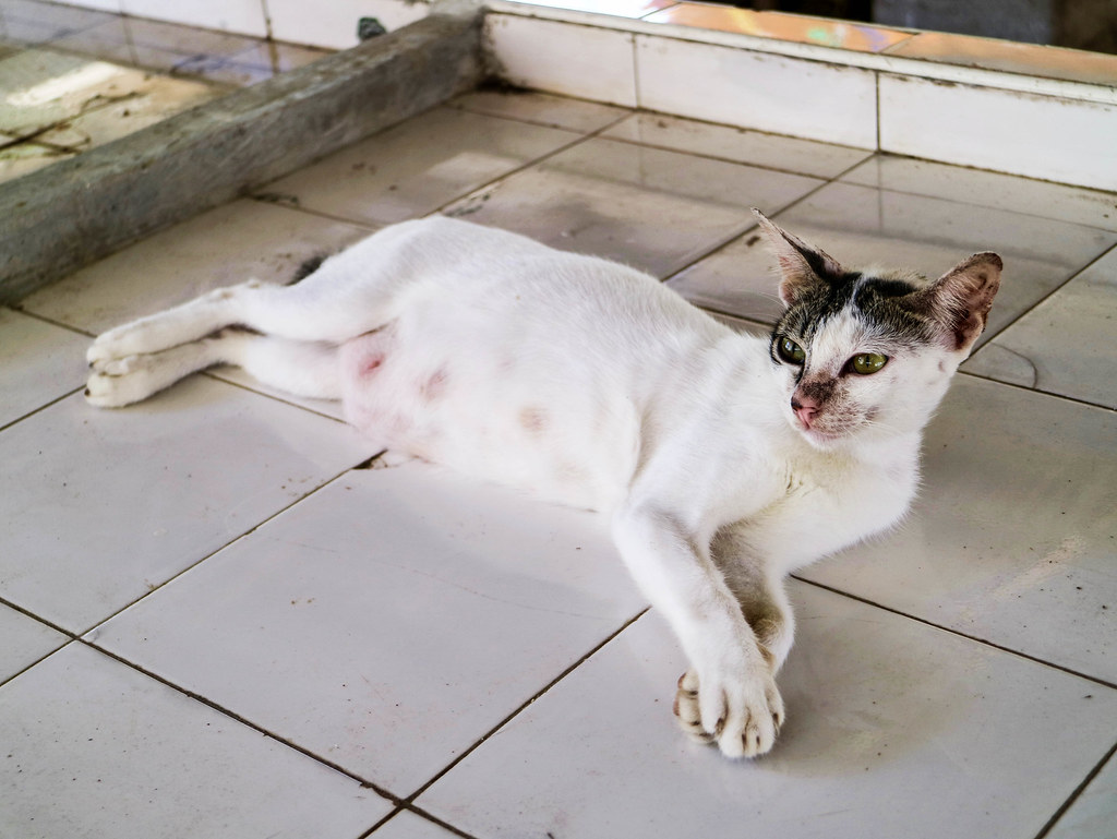 Gato en Bantayan