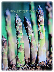 Growing Asparagus officinalis (Asparagus, Garden Asparagus) from crowns, 13 July 2013