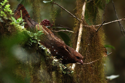 nature naturaleza birds aves birding pájaros passaros guácharo steatornithidae tayo