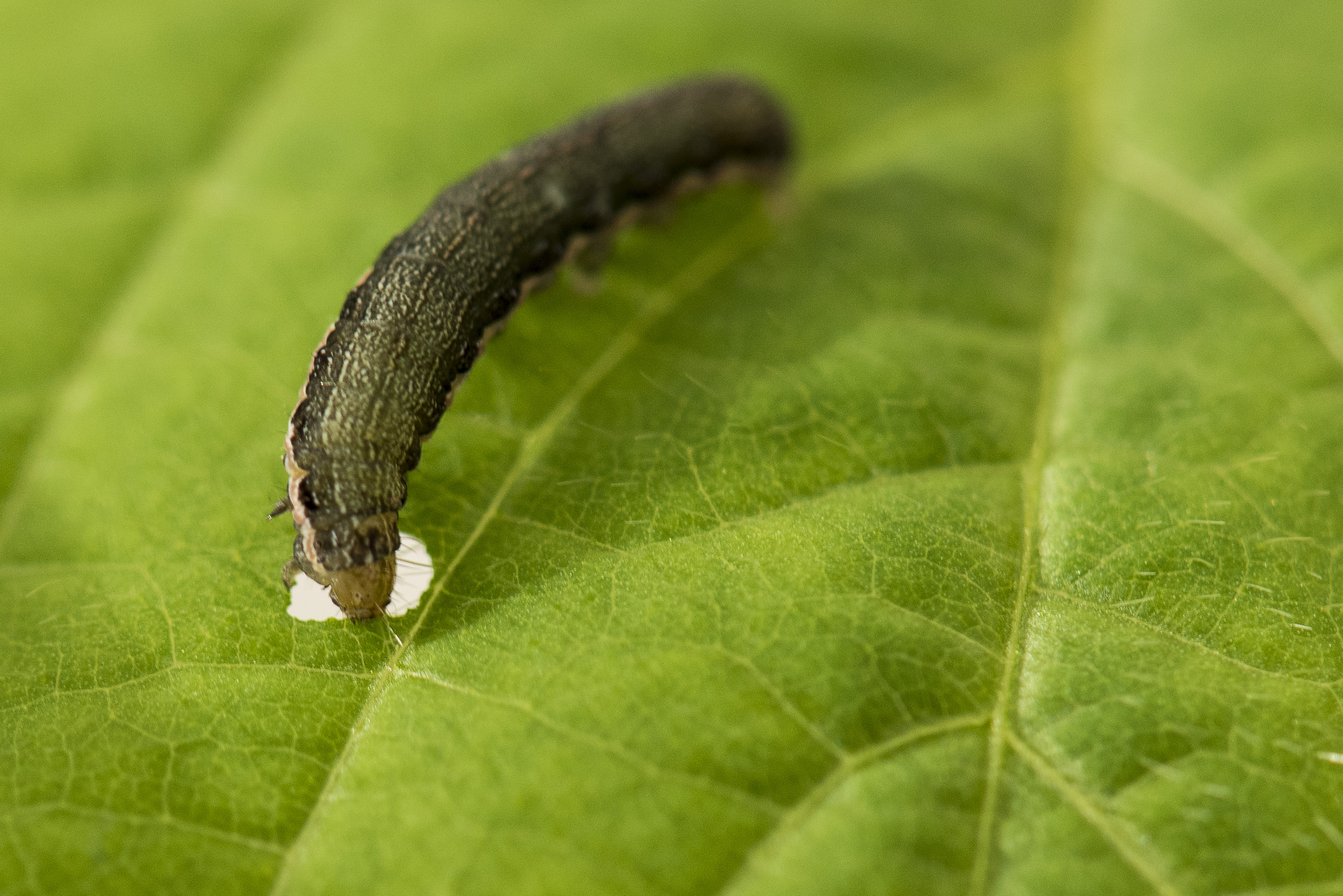 Armyworms on Soybeans