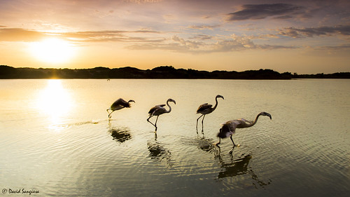 canoneos6d canonef24105mmf4lisusm tripod landscape cloudscape nature wildlife free flamingos sunrise sun dunes water lake takingoff valencia albuferaofvalencia