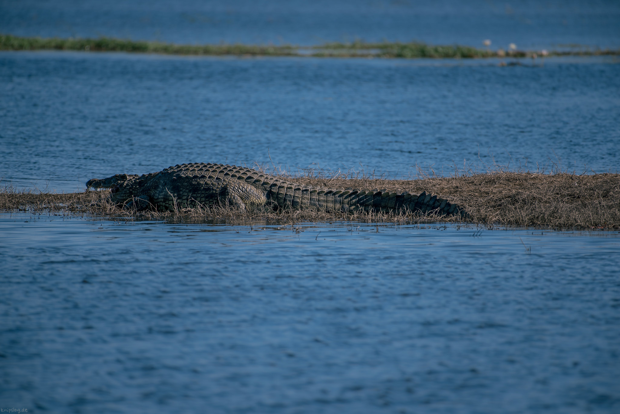 Relaxing crocodile