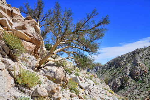 america anza borrego bursera ca california desert elephant microphylla north socal tree usa anzaborrego